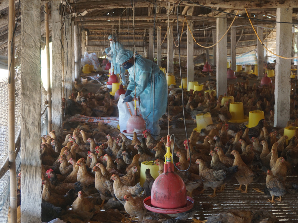 Cơ quan chức năng thu gom gà để tiêu hủy - Ảnh: Nguyễn Long