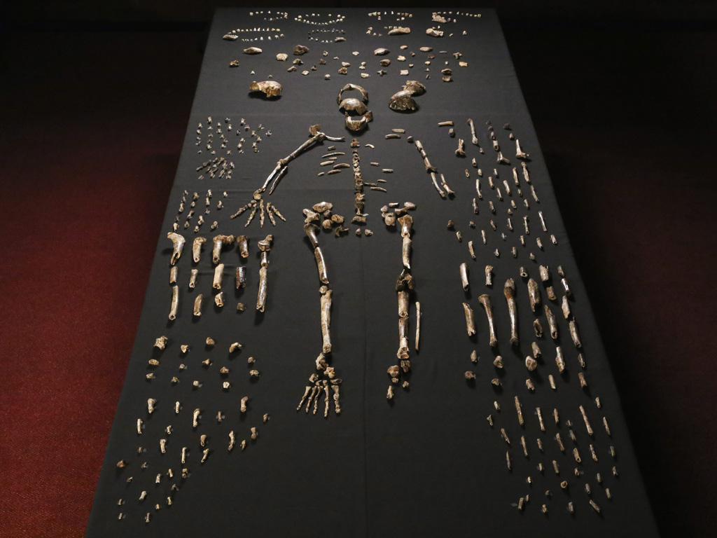 Tổ tiên mới trong cây phả hệ của loài người - Ảnh: Naledifossils.gauteng.net