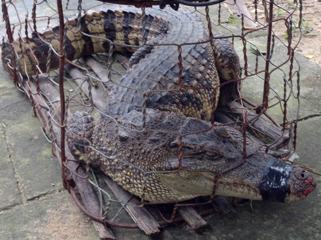 Cá sấu vừa bắt giữ tại Thăng Bình được chuyển gửi nuôi tại một công ty ở Duy Xuyên - Ảnh: C.T.V