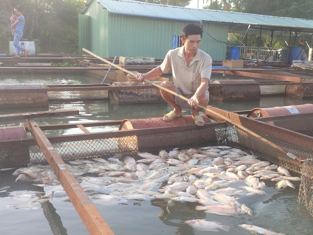Anh Lê Văn Khương đang vớt cá chết từ dưới bè đem đi tiêu hủy - Ảnh: Lê Lâm