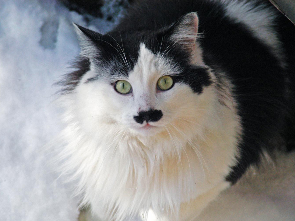 Một con mèo “Hitler” nổi tiếng trong cộng đồng mạng - Ảnh: Alamy
