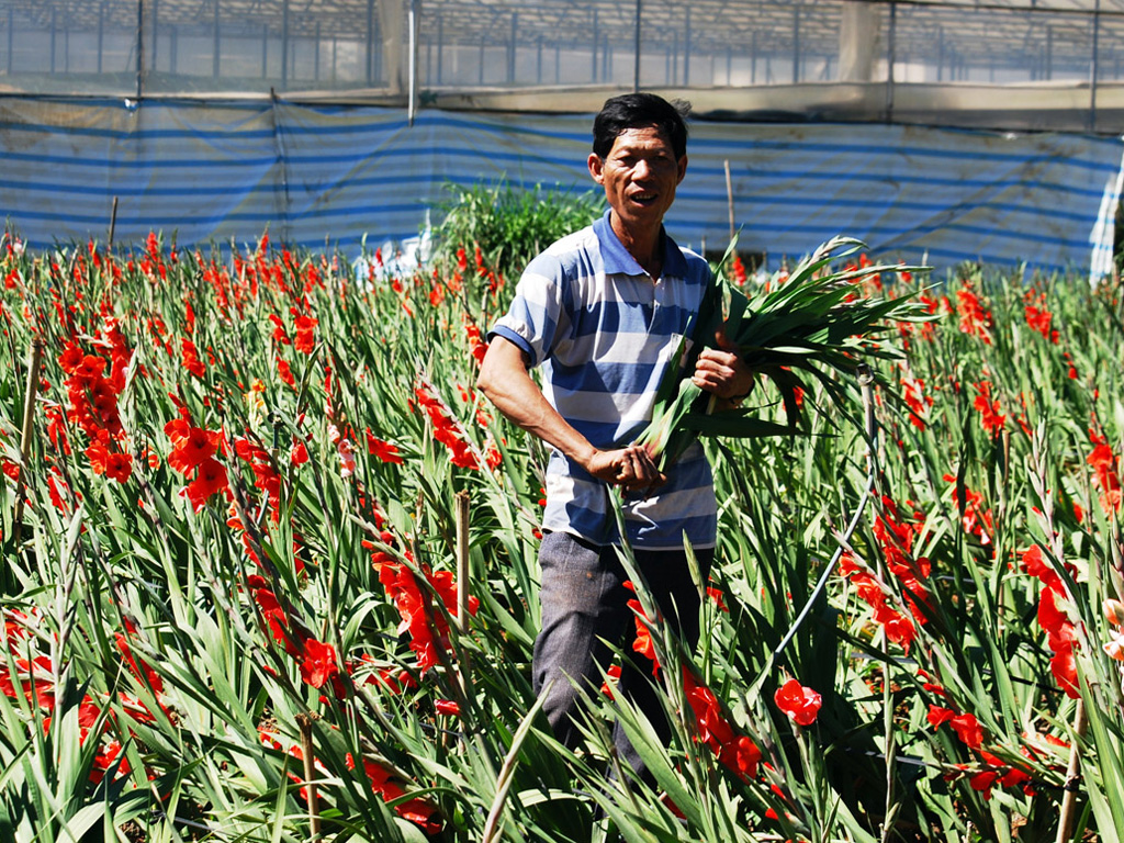 Gia đình ông Lê Đình Oai để vườn hoa lay ơn nở đỏ đồng mà không thu hoạch - Ảnh: G.B
