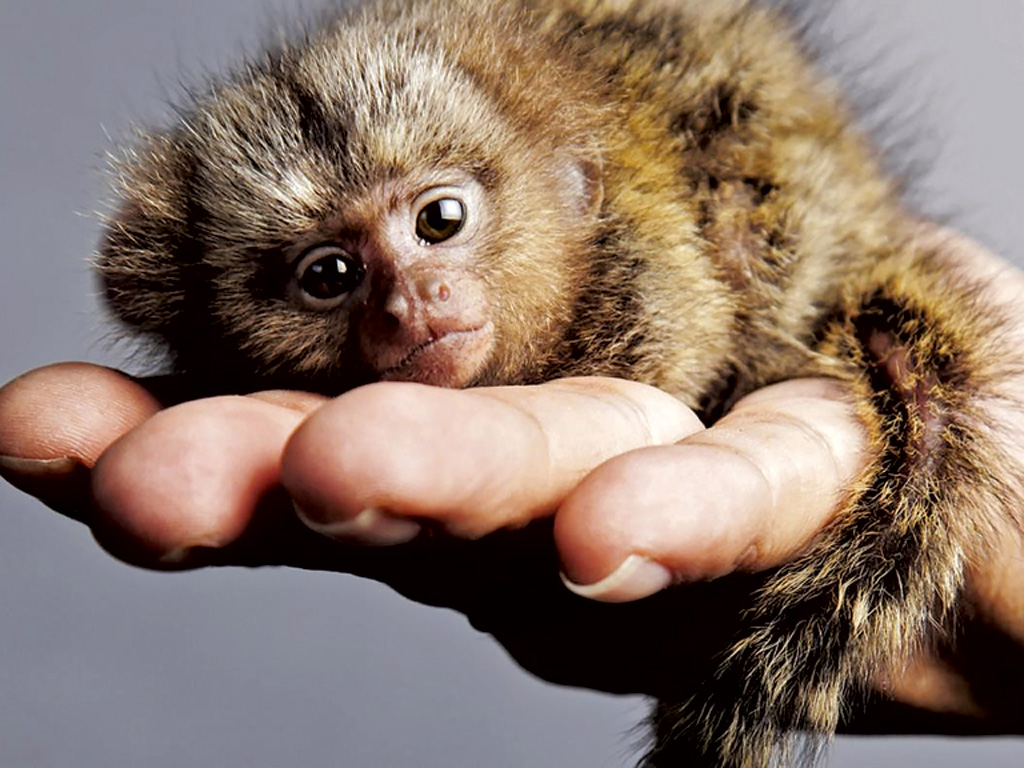 Pygmy Marmoset được xem là loài khỉ nhỏ nhất thế giới