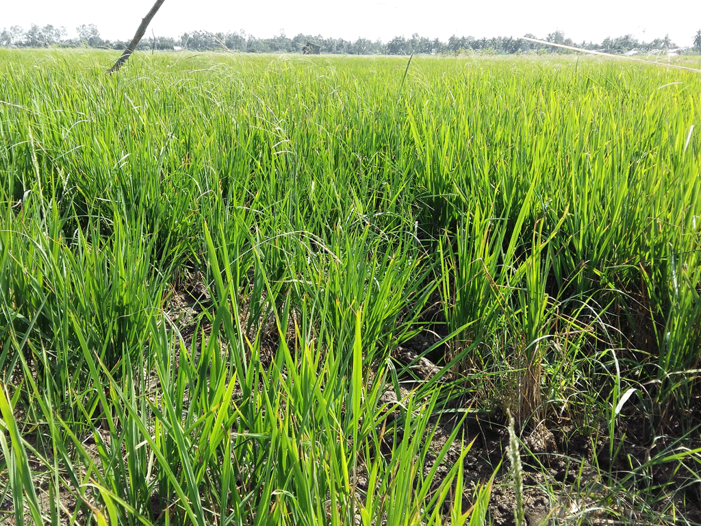 Một cánh đồng lúa bị ảnh hưởng bởi khô hạn ở huyện An Minh, tỉnh Kiên Giang -  Ảnh: Đình Tuyển