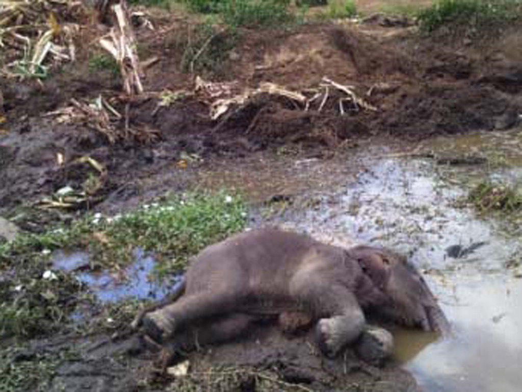 Con voi rừng được phát hiện chết dưới ao nước - Ảnh: Nguyên Bình
