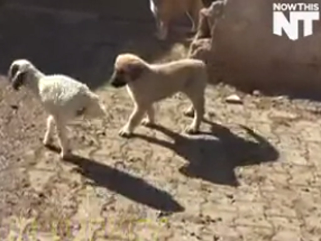 Con chó tỏ ra hiếu kỳ với cử động khác thường của con cừu 2 chân - Ảnh chụp màn hình Emirates 247