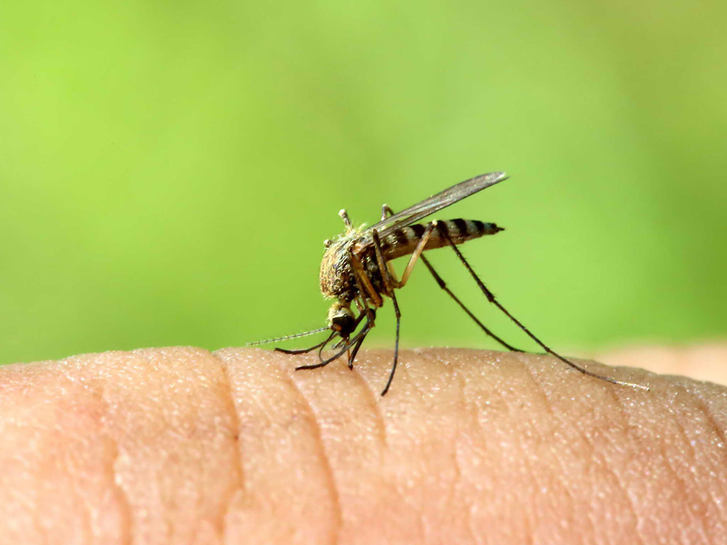 Muỗi lây truyền nhiều căn bệnh nguy hiểm - Ảnh: Shutterstock