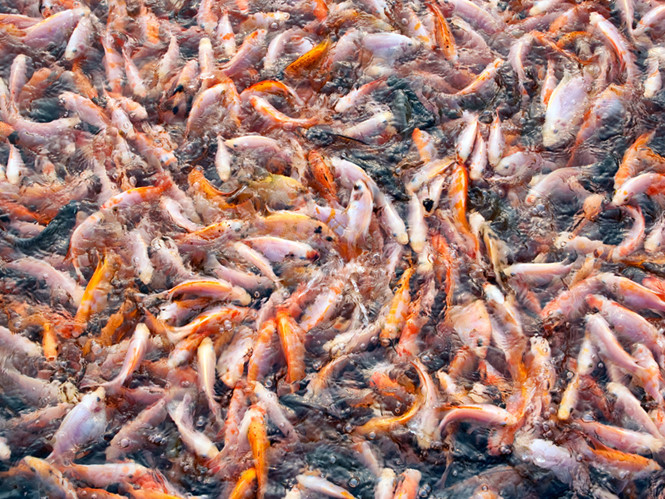 Cá hoang dã thuộc loại lớn chứa nhiều thủy ngân không tốt cho sức khỏe bằng cá nuôi - Ảnh: Shutterstock