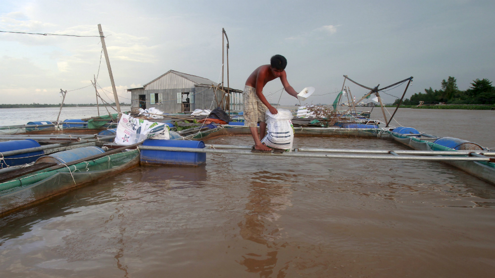 Một người nuôi trồng thủy sản ở Cần Thơ - Ảnh: Reuters