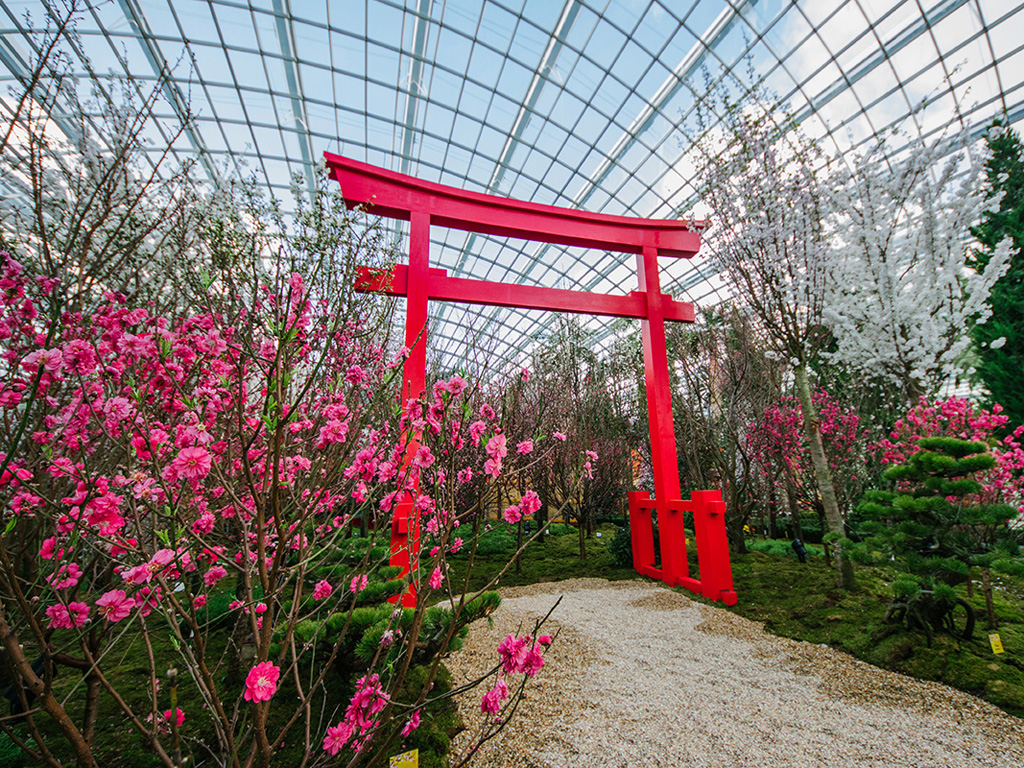 Triển lãm “Blossom Beats” tại Gardens by the Bay giới thiệu đến người xem nhiều loại hoa anh đào rực rỡ được trưng bày theo phong cách vườn tược Nhật Bản