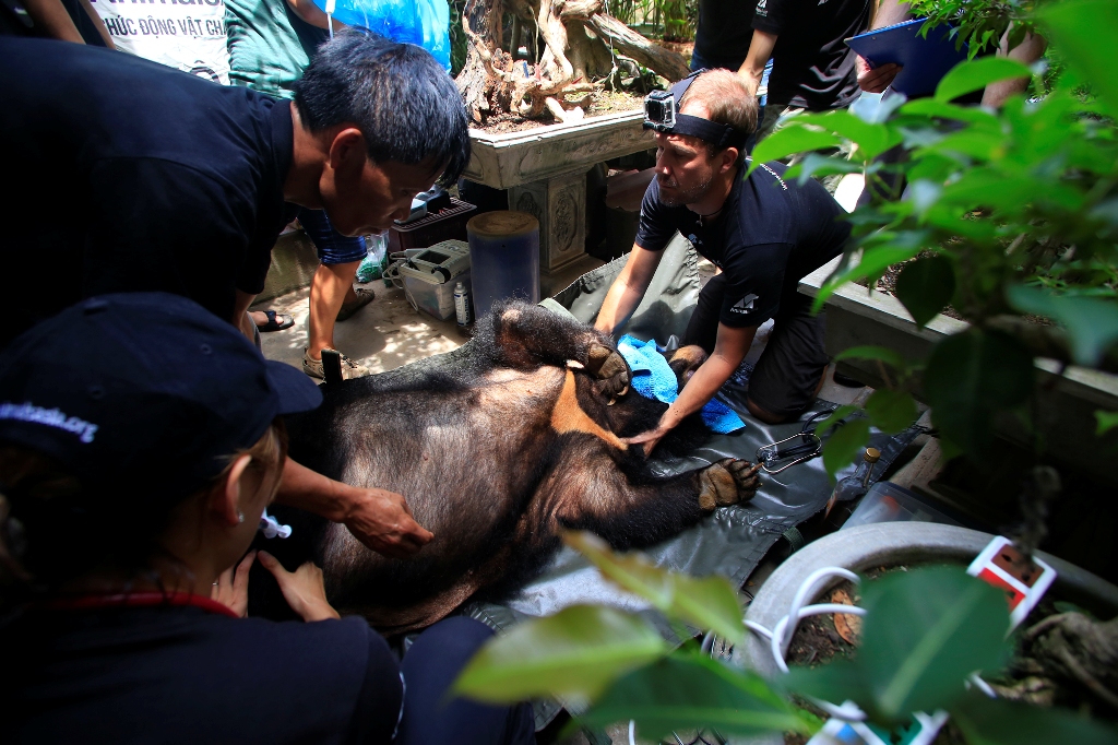 Giải cứu một chú gấu nuôi - Ảnh: Tổ chức Động vật châu Á cung cấp