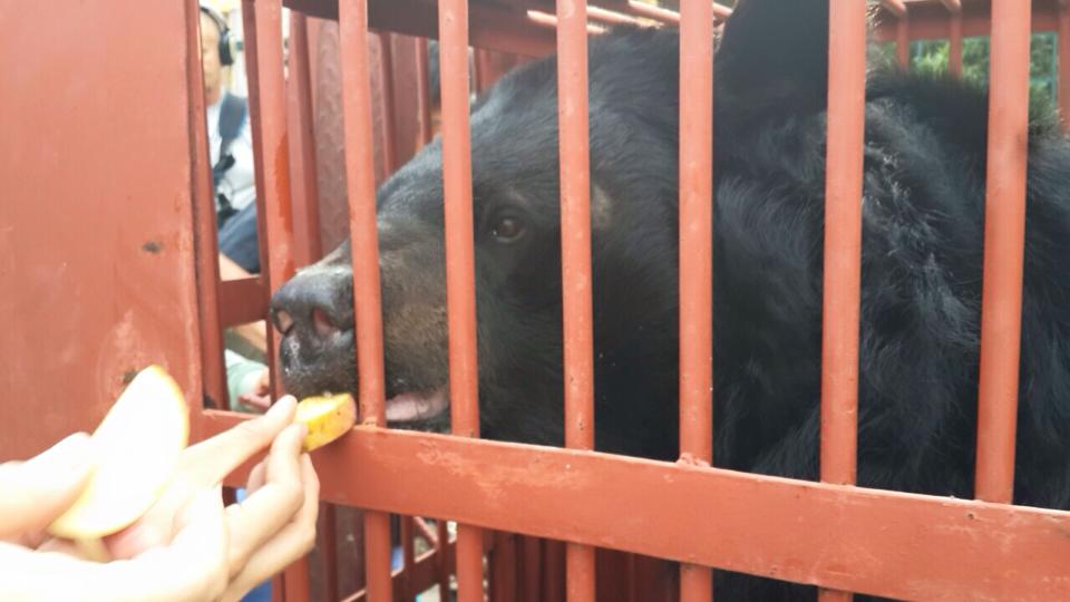 Hercules, chú gấu nuôi nhốt cuối cùng ở Quảng Ninh được giải cứu