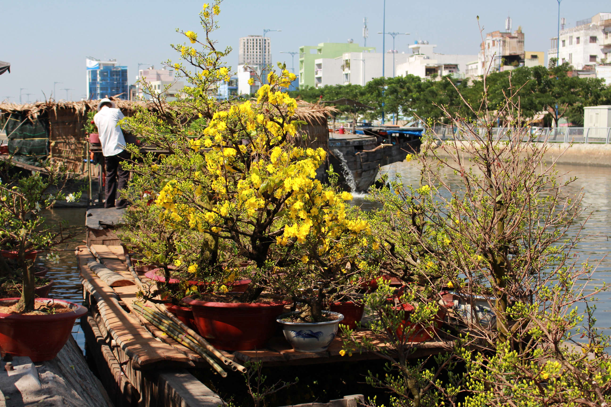Nhiều ghe chở cây hoa kiểng đã bắt đầu cập bến Bình Đông 
