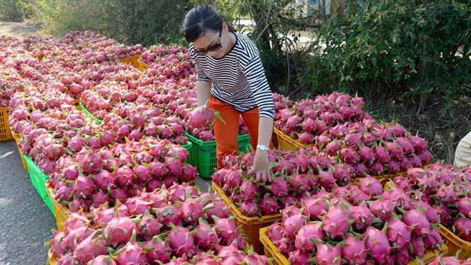 Chủ tịch Hội Nông dân Việt Nam Nguyễn Quốc Cường: Không ít bộ, ngành coi nông nghiệp là sân sau của doanh nghiệp