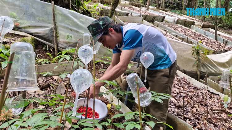 Mùa thu hoạch loại hạt ‘tiền tỉ’ trên đỉnh Ngọc Linh