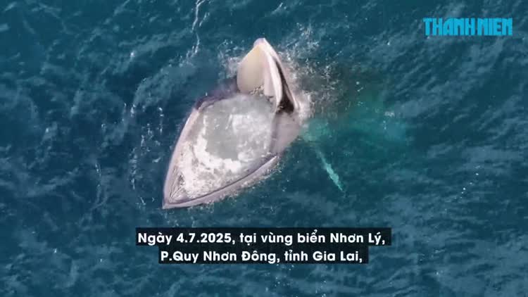 Khoảnh khắc cá voi săn mồi trên biển Gia Lai