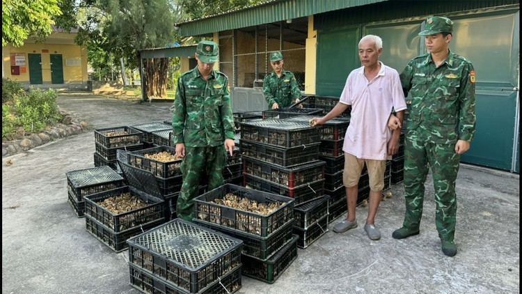 Bắt người Trung Quốc đưa lậu hơn 17.000 con gà giống vào Việt Nam