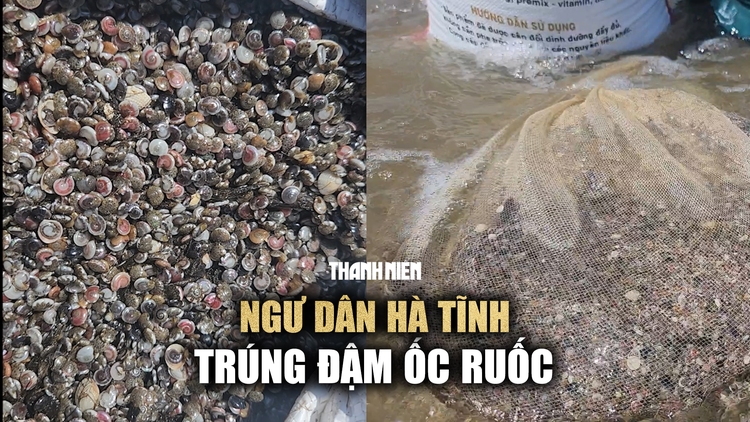 Ngư dân Hà Tĩnh trúng đậm ốc ruốc sau đợt mưa lớn kéo dài