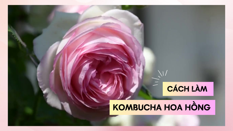 Cùng sống xanh số 55: Đam mê hoa hồng, cô gái chế ra món kombucha giúp da hết mụn và hồng mịn