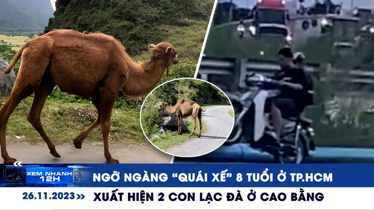 Xem nhanh 12h: Xuất hiện 2 con lạc đà ở Cao Bằng | Ngỡ ngàng ‘quái xế’ 8 tuổi ở TP.HCM
