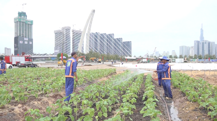 TP.Thủ Đức trồng hơn 15.000 cây hoa hướng dương ở bờ sông Sài Gòn đón tết