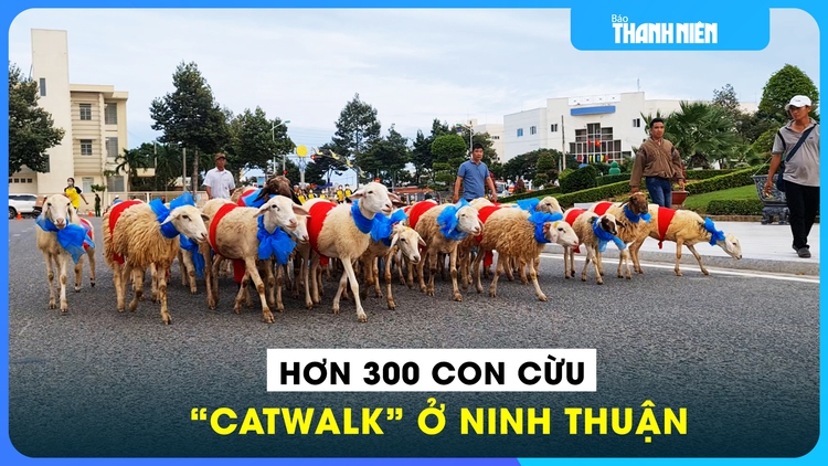 Độc lạ: Hơn 300 con cừu đeo nơ xanh đỏ, 'catwalk' trên đường phố Ninh Thuận