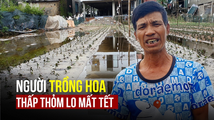 Thấp thỏm lo mất tết vì lũ về ngập úng hàng chục hecta hoa