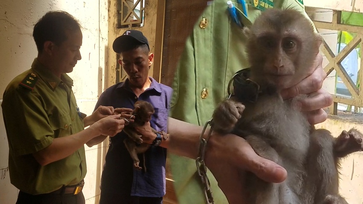 Người dân TP.HCM gọi video cho kiểm lâm nhờ hướng dẫn bắt khỉ vào nhà