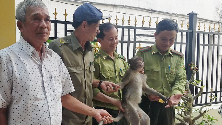 Kiểm lâm bắn gây mê thành công con khỉ quấy phá người dân tại quận 7