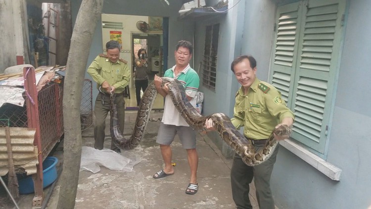 Bàn giao trăn khổng lồ: Lúc mua bằng ngón tay út, nuôi 23 năm dài 4,5 mét