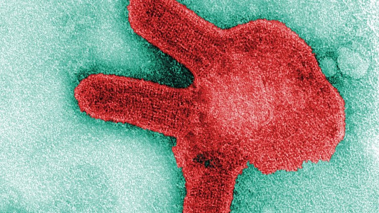 Bạn biết gì về virus Marburg đáng sợ như Ebola vừa tái xuất ở châu Phi?