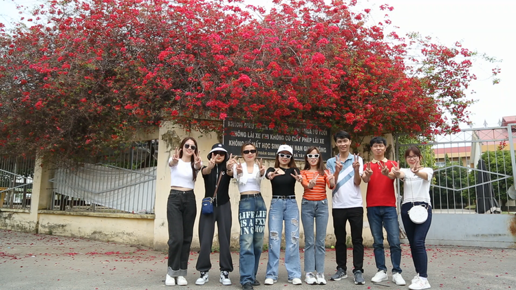 Giàn hoa giấy khổng lồ trước cổng trường ở Tây Ninh hot bất ngờ