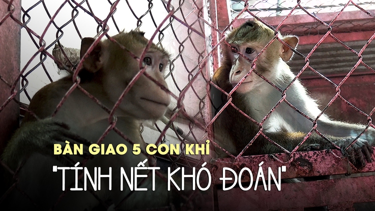 Bàn giao 5 con khỉ cho kiểm lâm vì "tính nết khó đoán"