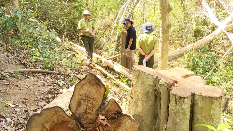 Rừng Kông Chro lại chảy máu, cán bộ còn tưởng dân “lấy gỗ làm nhà”