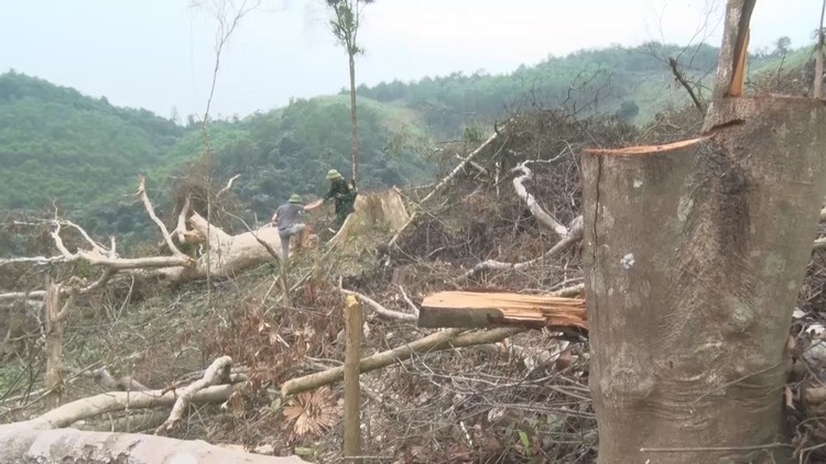 Kiểm điểm vụ gần 8ha rừng bị phá ở Quảng Bình