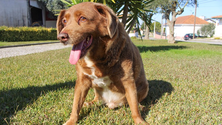 Bí quyết gì để Bobi trở thành chú chó thọ nhất thế giới?