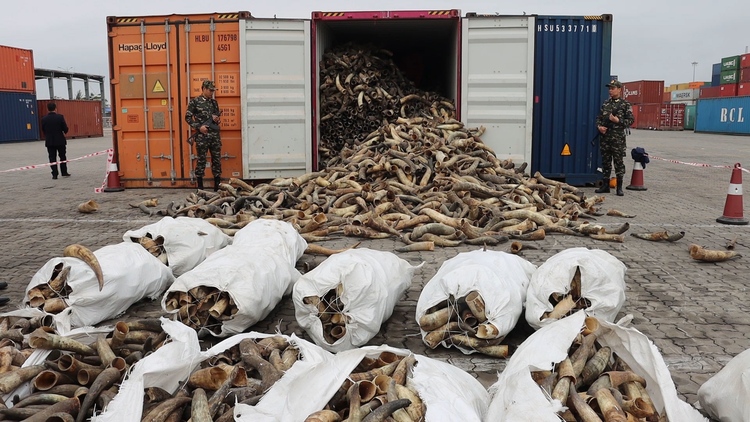 Cận cảnh thủ đoạn tinh vi giấu ngà voi châu Phi trong container sừng bò