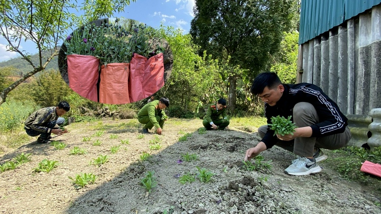 Ngỡ ngàng vườn rau trồng xen cây thuốc phiện ở Sa Pa