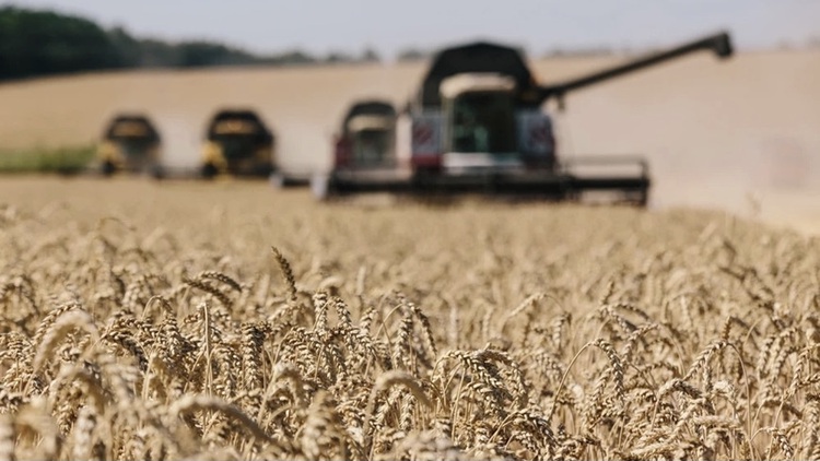 Vì sao Ba Lan muốn châu Âu hạn chế nhập ngũ cốc Ukraine?
