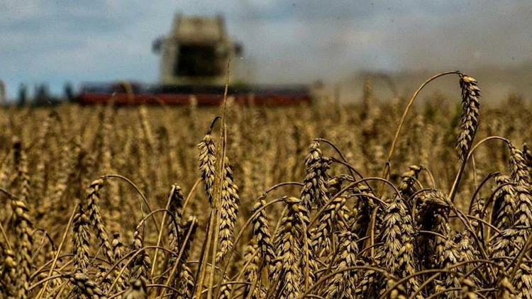 Ba Lan và Hungary cấm nhập khẩu ngũ cốc Ukraine, Kyiv không vui