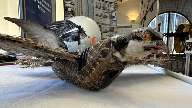 Loại drone 'chim xác sống' kỳ quặc này có mục đích nghiên cứu gì?