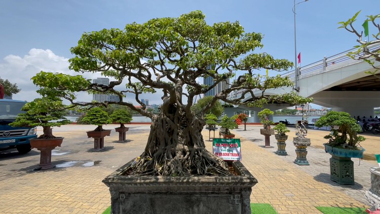 Ngắm bonsai 'độc lạ' quy tụ dưới chân cầu Sông Hàn