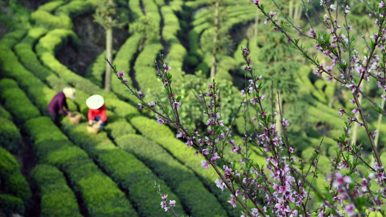 Trung Quốc vay 345 triệu USD phát triển nông nghiệp xanh