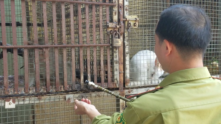 Thổi thuốc mê bắt khỉ trong chùa ở TP.HCM