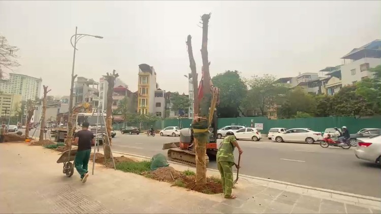 Hàng cây chết khô trên đường Huỳnh Thúc Kháng, Hà Nội đã được thay thế