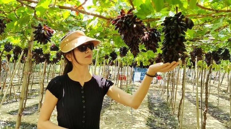 Vườn nho ngón tay đen không hạt đầu tiên ở Ninh Thuận hút khách tham quan