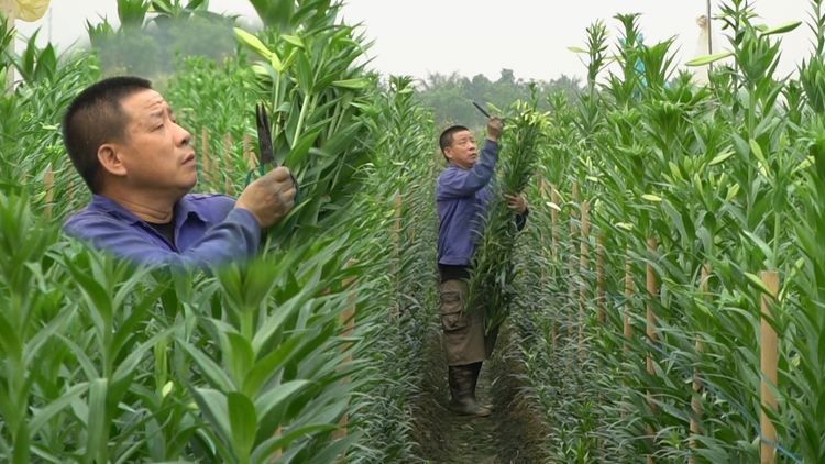 Hoa loa kèn bất ngờ tăng giá giữa mùa, nông dân Đan Phượng phấn khởi