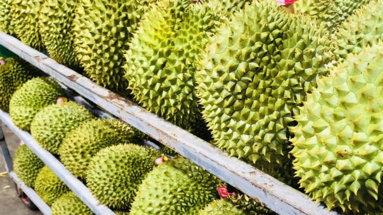 Trung Quốc tự trồng sầu riêng, Việt Nam có nên lo?
