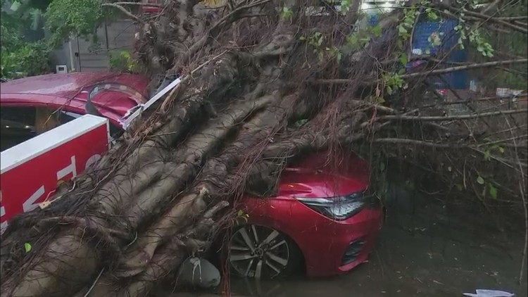 Cây si bật gốc trong chiều mưa gió, đè bẹp ô tô ở Thủ Đức