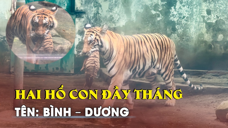 Thảo Cầm Viên Sài Gòn làm lễ đầy tháng cho hai hổ con, đặt tên: Bình-Dương